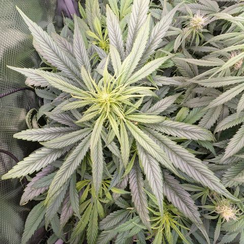Lemon  Wonder growlog timeline photo