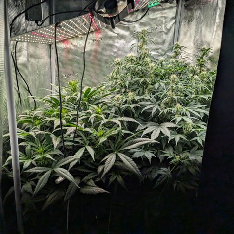 Lemon  Wonder growlog timeline photo