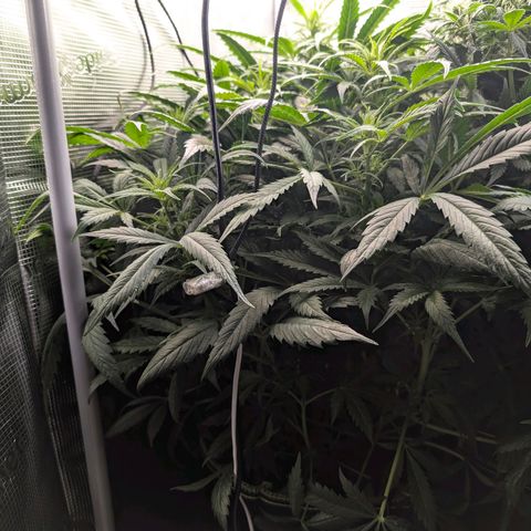 Lemon  Wonder growlog timeline photo