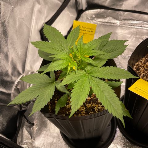 Super Skunk Speed Race growlog photo: First pistils appearing