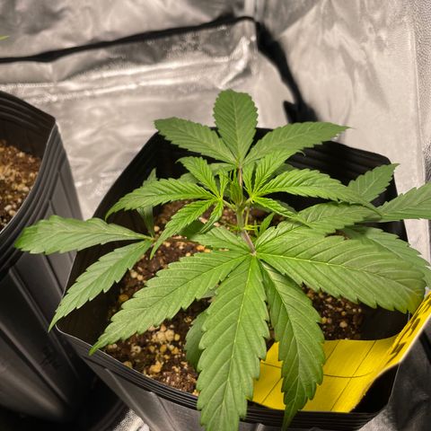 Super Skunk Speed Race growlog timeline photo
