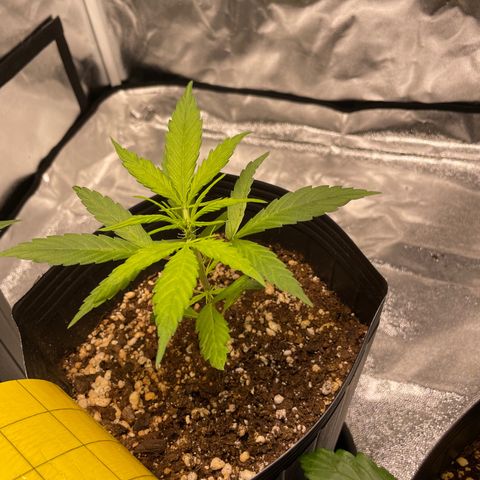 Super Skunk Speed Race growlog timeline photo