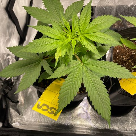 Super Skunk Speed Race growlog timeline photo