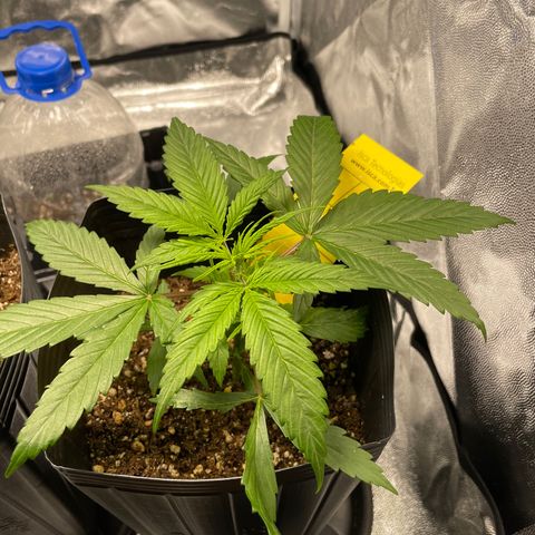 Super Skunk Speed Race growlog timeline photo