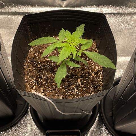 Super Skunk Speed Race growlog timeline photo