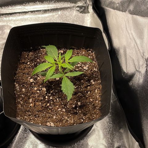 Super Skunk Speed Race growlog timeline photo