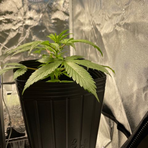 Super Skunk Speed Race growlog timeline photo