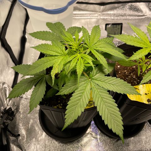 Super Skunk Speed Race growlog timeline photo