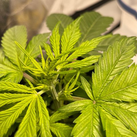 Super Skunk Speed Race growlog timeline photo