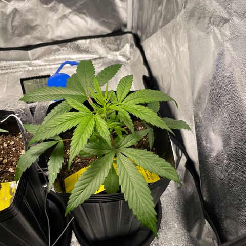 Super Skunk Speed Race growlog timeline photo