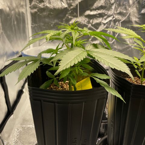 Super Skunk Speed Race growlog timeline photo