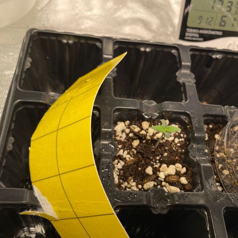 AK 47 growlog timeline photo
