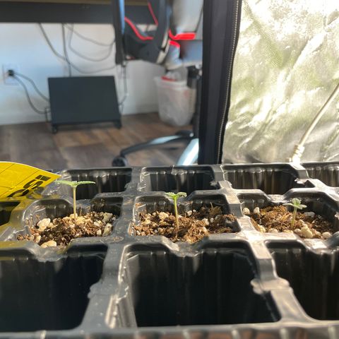 AK 47 growlog timeline photo