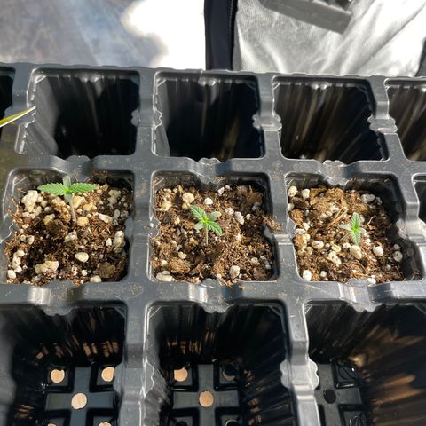 AK 47 growlog timeline photo