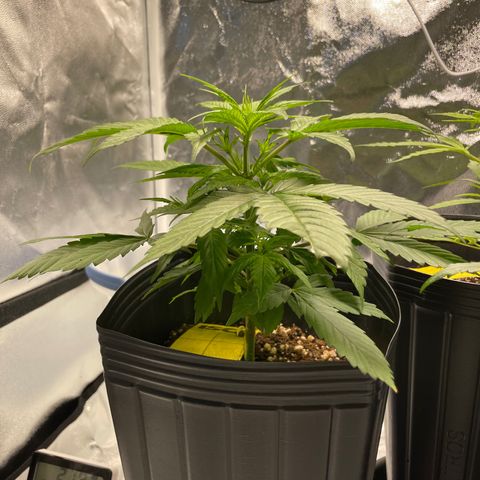Super Skunk Speed Race growlog timeline photo