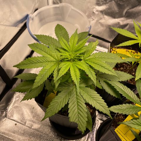 Super Skunk Speed Race growlog timeline photo