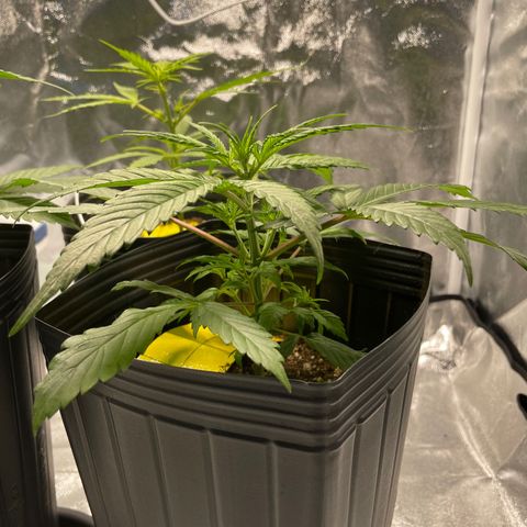 Super Skunk Speed Race growlog timeline photo