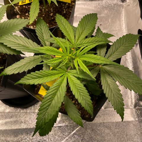 Super Skunk Speed Race growlog timeline photo