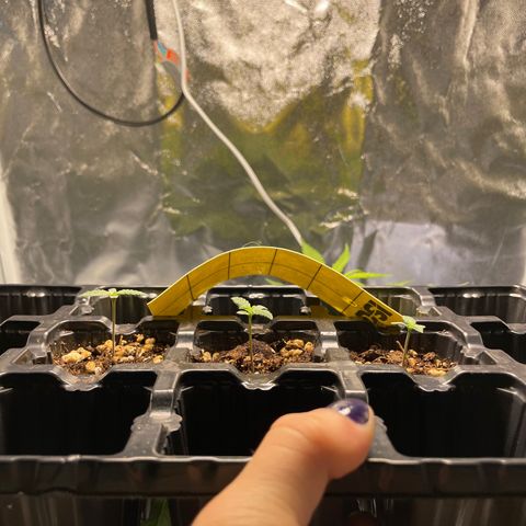 AK 47 growlog timeline photo