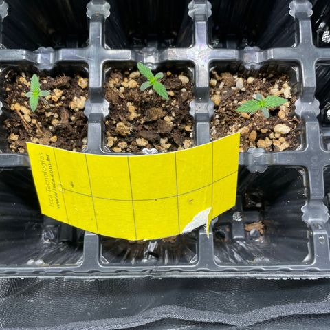 AK 47 growlog timeline photo