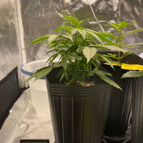 Super Skunk Speed Race growlog timeline photo