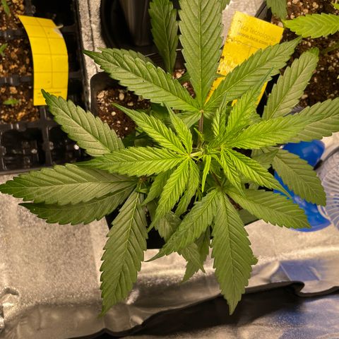 Super Skunk Speed Race growlog timeline photo