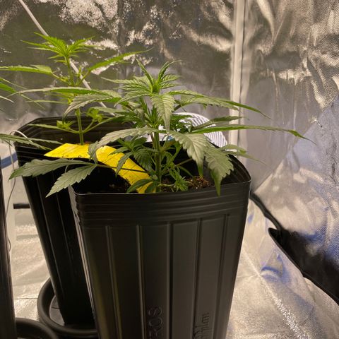 Super Skunk Speed Race growlog timeline photo