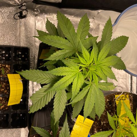 Super Skunk Speed Race growlog timeline photo