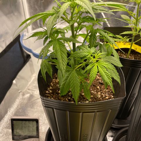 Super Skunk Speed Race growlog timeline photo