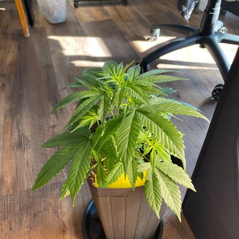 Super Skunk Speed Race growlog timeline photo