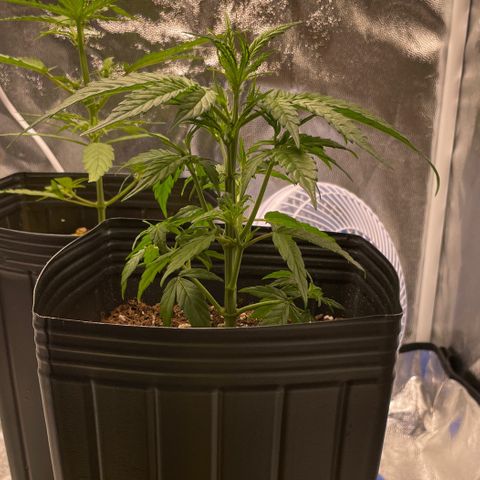 Super Skunk Speed Race growlog timeline photo