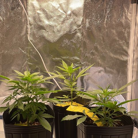 Super Skunk Speed Race growlog timeline photo