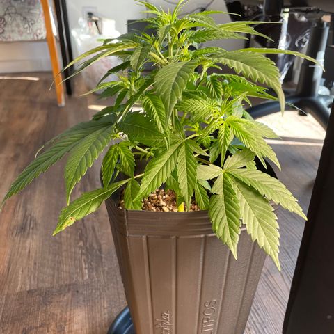 Super Skunk Speed Race growlog timeline photo