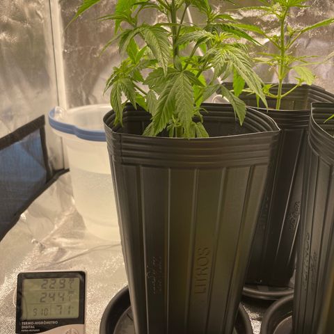 Super Skunk Speed Race growlog timeline photo