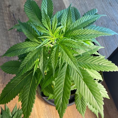 Super Skunk Speed Race growlog timeline photo