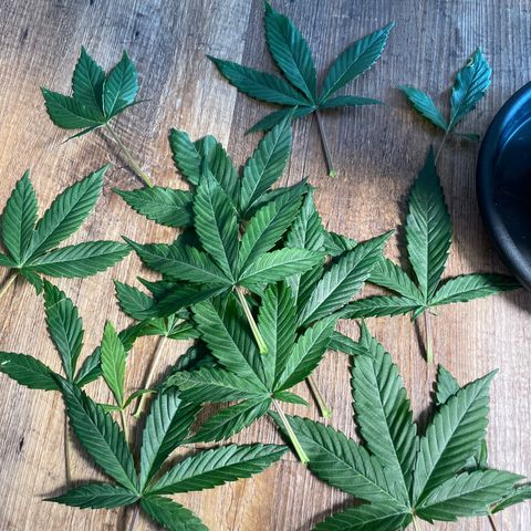 Super Skunk Speed Race growlog timeline photo