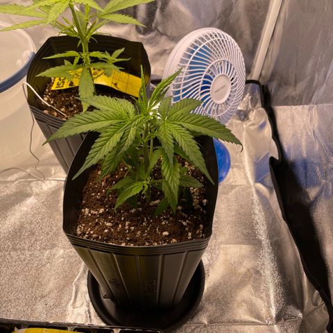 Super Skunk Speed Race growlog timeline photo