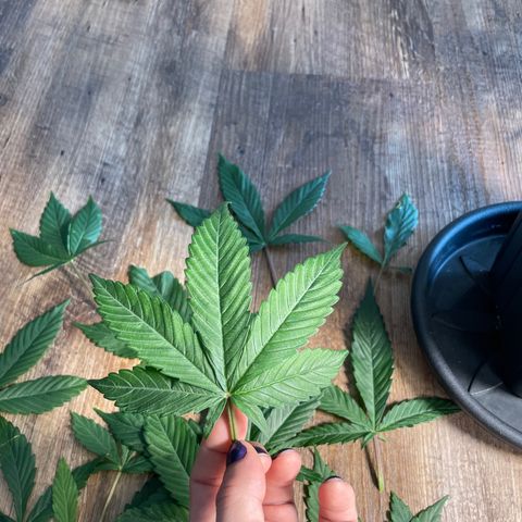 Super Skunk Speed Race growlog timeline photo