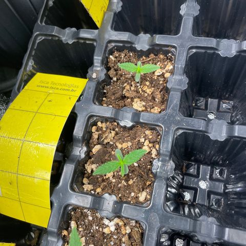 AK 47 growlog timeline photo