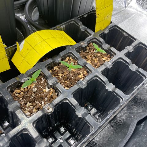 AK 47 growlog timeline photo