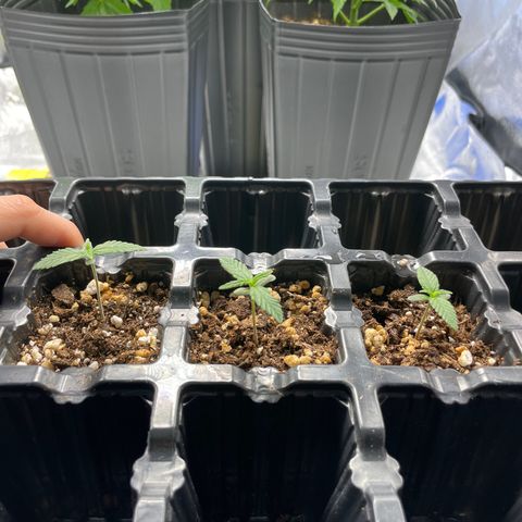 AK 47 growlog timeline photo