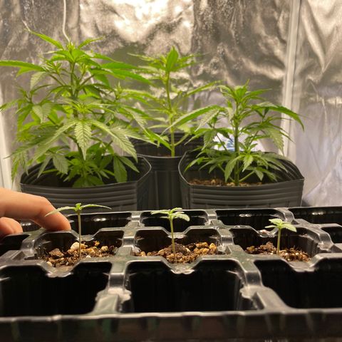 AK 47 growlog timeline photo