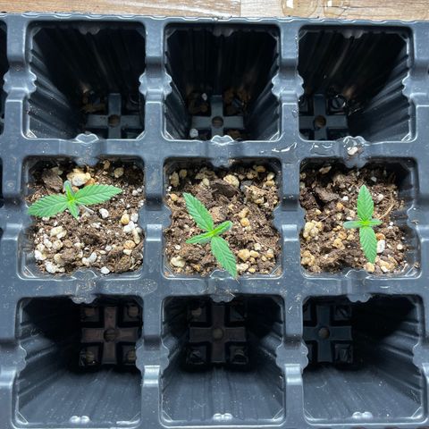 AK 47 growlog timeline photo
