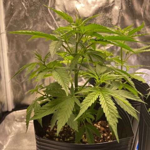 Super Skunk Speed Race growlog timeline photo