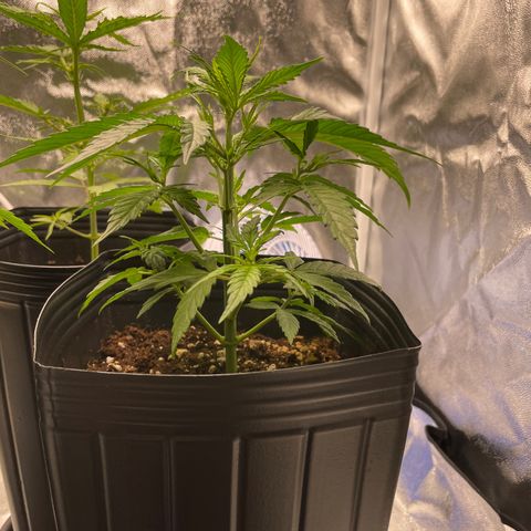 Super Skunk Speed Race growlog timeline photo