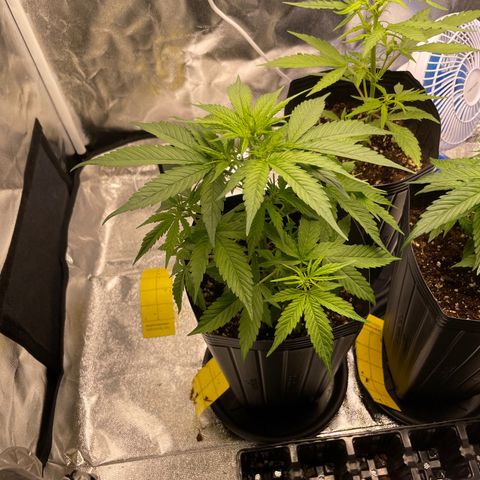 Super Skunk Speed Race growlog timeline photo