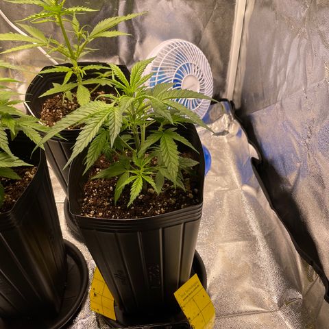 Super Skunk Speed Race growlog timeline photo