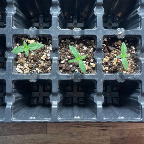 AK 47 growlog timeline photo