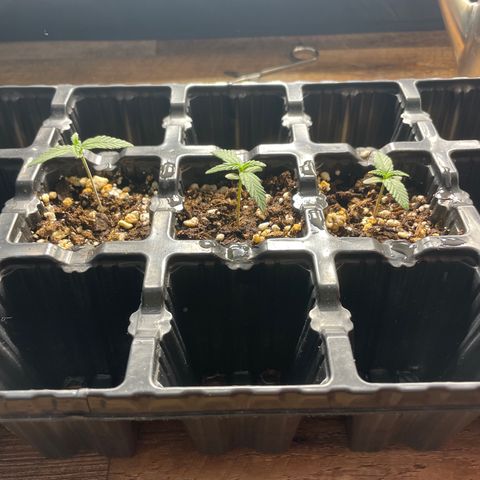 AK 47 growlog timeline photo