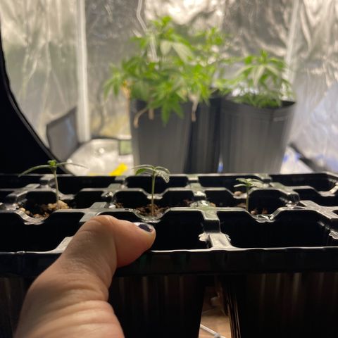 AK 47 growlog timeline photo
